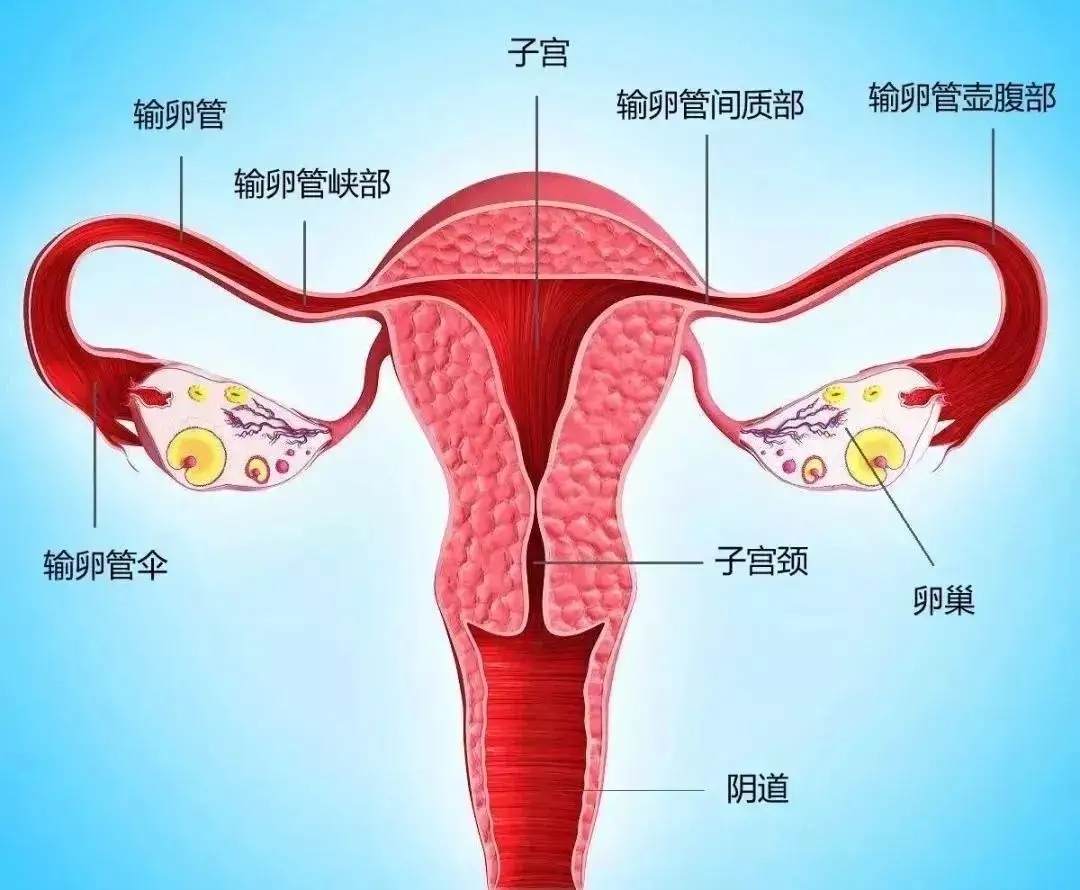 低調(diào)但很重要的輸卵管，今天來(lái)認(rèn)識(shí)一下！